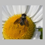 Phasia obesa - Raupenfliege 03.jpg